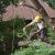 Tache Tree Removal by Allied Tree